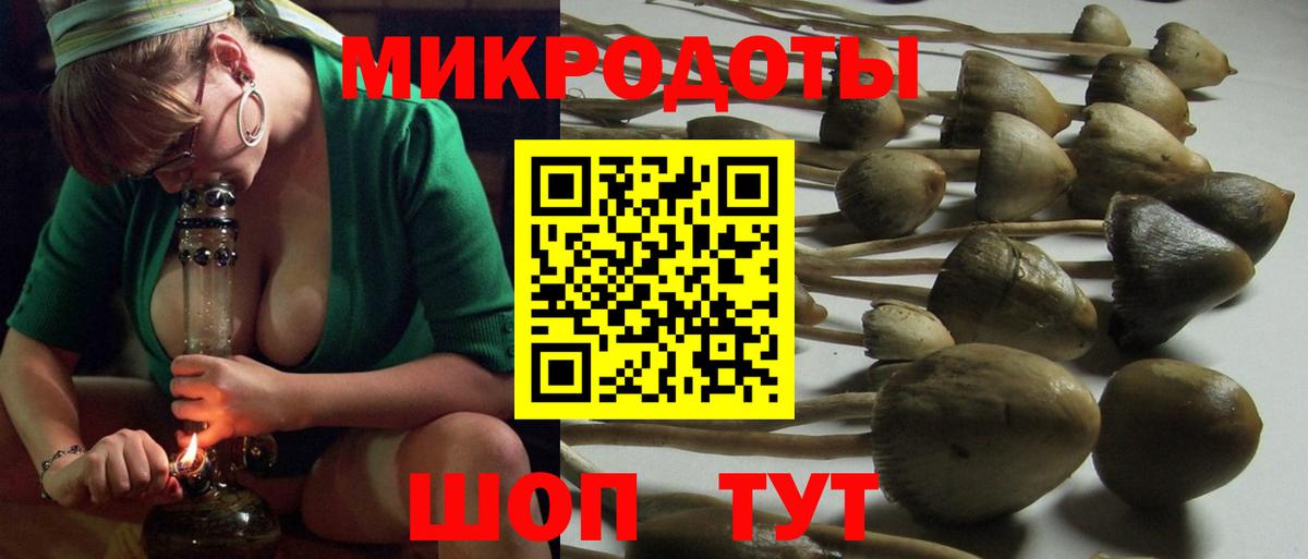 Псилоцибиновые грибы Psilocybe Славгород
